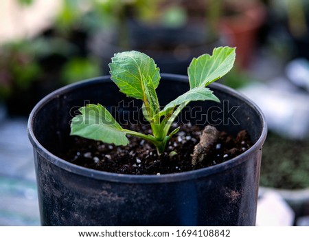 Young sapling dahlia sprout growing in protected greenhouse in pot