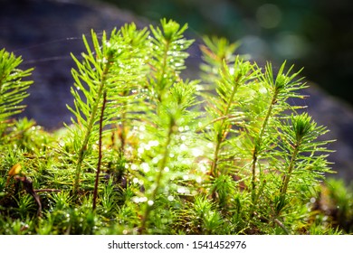 Young Sapling Spruce Grows Forest Ground Stock Photo 1541452976 ...