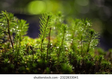 A young sapling of spruce grows in the forest ground with green moss. Sapling spruce planted by nature.  Small coniferous trees. Green sprouts of spruce trees. New life concept.