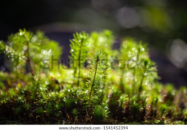 Young Sapling Spruce Grows Forest Ground Stock Photo (Edit Now) 1541452394