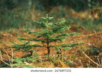 A young sapling tree stands in a lush forest, Mental health, growth and spirituality concept