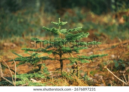 A young sapling tree stands in a lush forest, Mental health, growth and spirituality concept