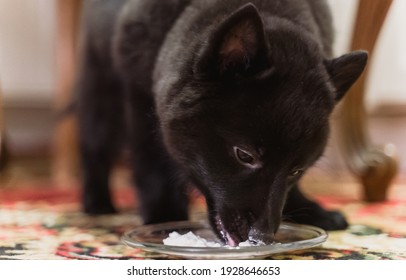 Young Schipperke Puppy Is Eating Cottage Cheese.