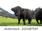 A young Scottish Highland cow or Kyloe in the mountains of Austria