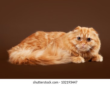 Young Scottish Highland Fold Kitten On Stock Photo 102193447 | Shutterstock