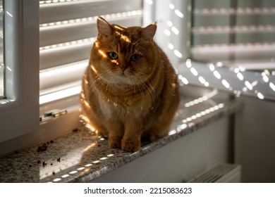 
Young Scottish Straight Cat On The Window. Autumn Sun View. Natural Light, Selective Focus. 