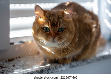 
Young Scottish Straight Cat On The Window. Autumn Sun View. Natural Light, Selective Focus. 