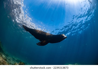 young sea lion playing with a scuba diver in La Paz Baja California - Shutterstock ID 2239213873