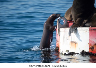 Young Sea Lion Trying To Climb Aboard But Appears To Be No Room.