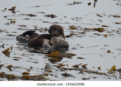 A young sea otter snuggling up with mama, while resting in a kelp bed in the pacific ocean, Morro Bay, California.	