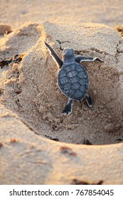 A Young Sea Turtle Just Hatched Struggling To Climb A Human Footprint