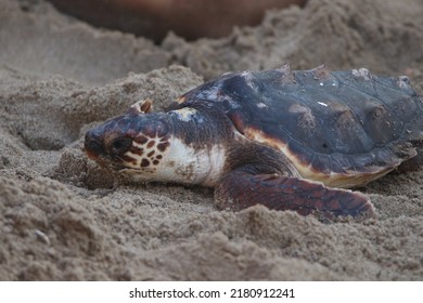 7,570 Young Sea Turtle Images, Stock Photos & Vectors | Shutterstock