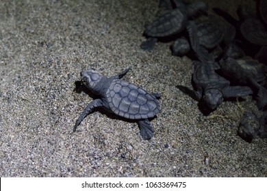 Young sea turtles Caretta Caretta (Loggerhead), at night leave, exit from the nest.
