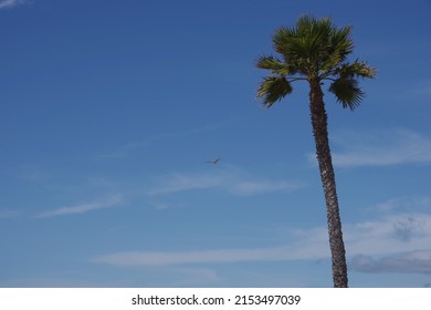 A Young Seagull Flying High Near A Tall California Fan Palm Tree