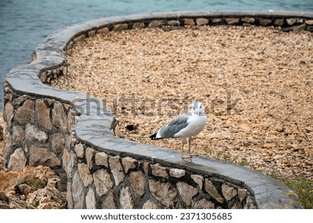 Young seagull on the stone fence above the sea beach with light brown and grey small rocks in backgroung stearing to camera, closeup