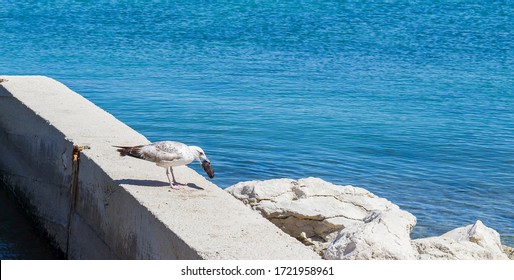 Young Seagull Standing On A Dock And Eating Sea Cucumber