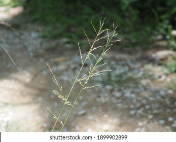 Young Seed Head Of African Love Grass (Eragrostis Curvula) With Natural Blurred Background.