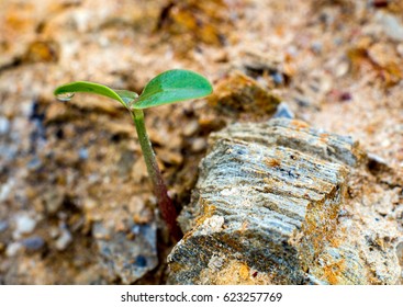 Young Seeding Sprout Up Rocky Mountain Soil