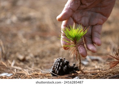 Young seedling close up shot of pine cone from conifer tree with human hand for new growth and hope for natural forest rewilding, reforestation and environmental conservation
