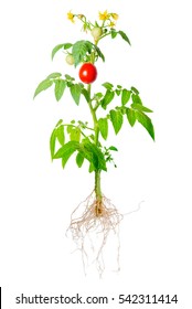 young seedling of fresh green and red tomatoes fruit and flowers with exposed roots is isolated on white background, close up