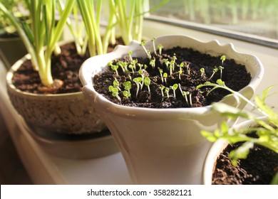 Young seedling growing in pot on windowsill (indoor) - Powered by Shutterstock