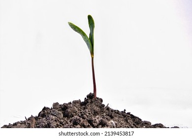 Young Seedling From The Maple Tree