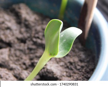 Young seedling plant sprout in flower pot