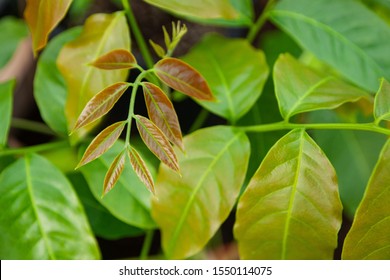 Young Seedling Of A Tropical Tulipwood Tree Harpullia Pendula Growing In A Foil Greenhouse In Europe