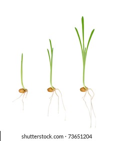 Young seedlings of plants. Stages of growth