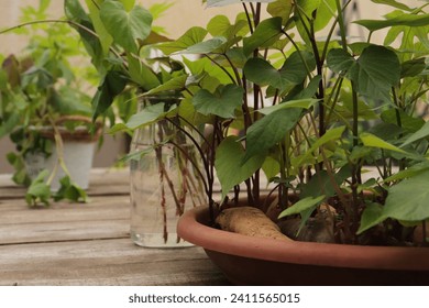 young seedlings, sweet potato sprouts before planting in the garden - Powered by Shutterstock