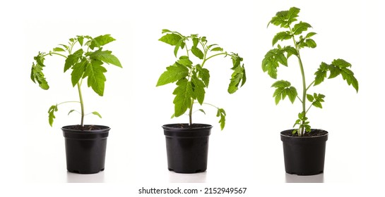 Young seedlings of tomato isolated on a white background. Ecological home growing of tomato seedlings in winter and early spring.  - Powered by Shutterstock