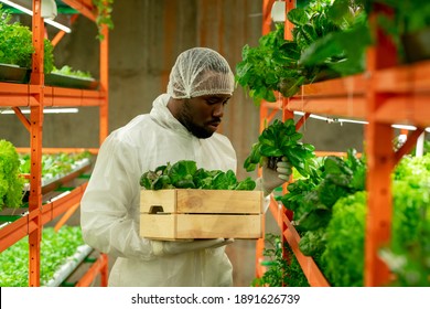 Young Serious Agroengineer Of African Ethnicity Holding Wooden Box With Green Spinach Seedlings While Working Inside Large Vertical Farm