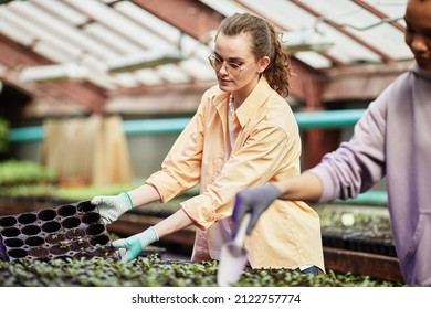 Young Serious Female Worker Of Greenhouse In Workwear, Gloves And Eyeglasses Replanting Seedlings Growing In Small Plastic Pots