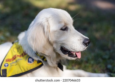 Young Service Dog (assistance Dog) Laying In The Grass In Its Vest. Cream Colored Golden Retriever With Its Tongue Hanging Out.