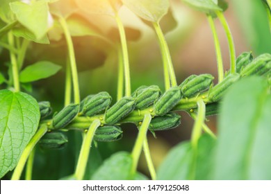 Young Sesame Fruit With Flower On Tree In Organic Farm. Homemade Organic Herb Ingredient Food For Good Living Lifestyle