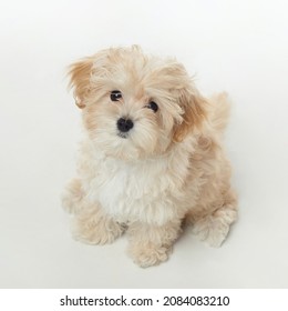 young shaggy puppy maltipu sits in the studio on a white background. - Powered by Shutterstock