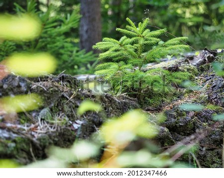Young sharp pine tree in danish forest floor