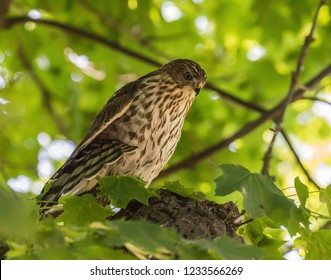 Young Sharp Shinned Hawk