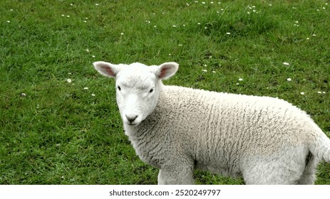 A young sheep in a field with its family. - Powered by Shutterstock