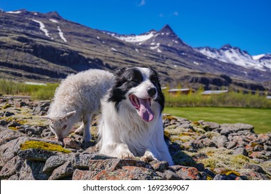 Young sheep lamb together friendly with a dog bordel collie with beautiful landscape of Iceland