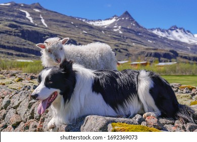 Young sheep lamb together friendly with a dog bordel collie with beautiful landscape of Iceland