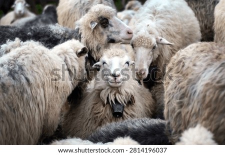 Young sheep looking directly at the camera while surrounded by the flock in the Carpathian Mountains. Concept of individuality, authentic leadership, independent thinking, personal identity, finding your own path, confidence, uniqueness, courage to be different, self-discovery, standing out from the crowd, freedom of choice, authenticity, and rural mountain life.