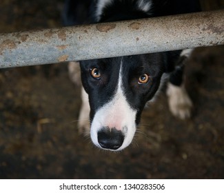 Young Sheepdog On Farm