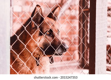 Young Shepherd Dog Looking Above Chain Link In Its Kennel. Close Up Portrait Of Sheepdog. Calm And Quie Countryside Life