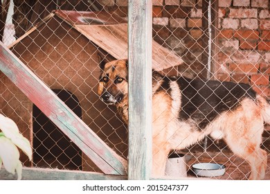 Young Shepherd Dog Looking Above Chain Link In Its Wooden Kennel. Loyalty And Friendship Concept. Calm Countryside Life