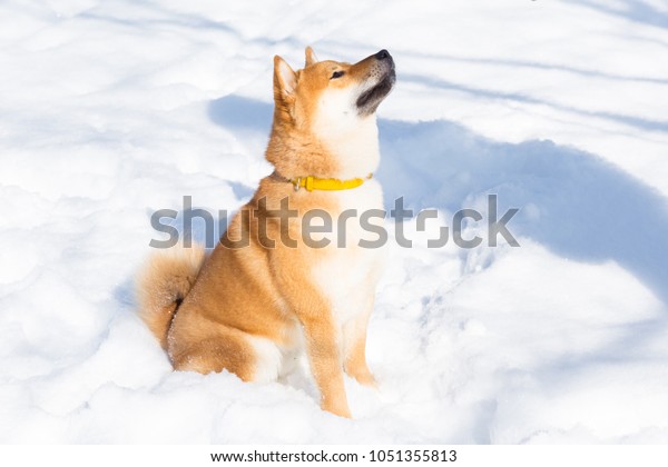 Young Shiba Inu Dog Winter Snow の写真素材 今すぐ編集