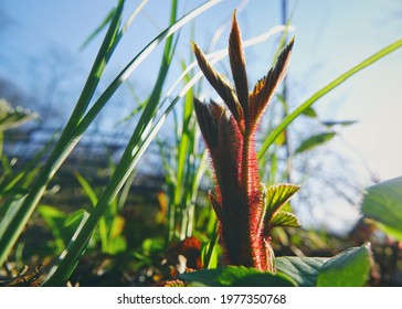 Young Shoot Of Blackberries In The Rays Of The Spring Sun