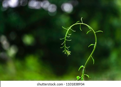 young shoot of a plant in the form of a question mark on a blurred green background