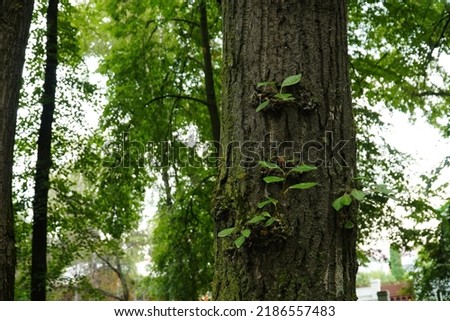 A young shoot of a poplar growing on the bark of an old tree. A young shoot of a poplar on the background of the bark of an old tree.