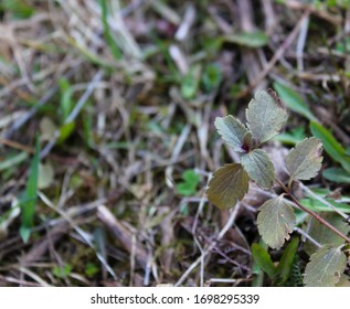 A Young Shoot Of The Purple Clearweed Close-up In Spring.